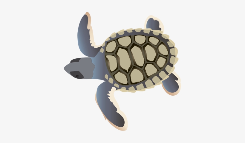Natator Depressa - Sea Turtle Hatchling Cartoon, transparent png
