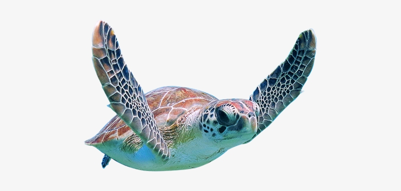 Afternoon Boat Charter Cruise To Turtle Town - Cruise Ship, transparent png