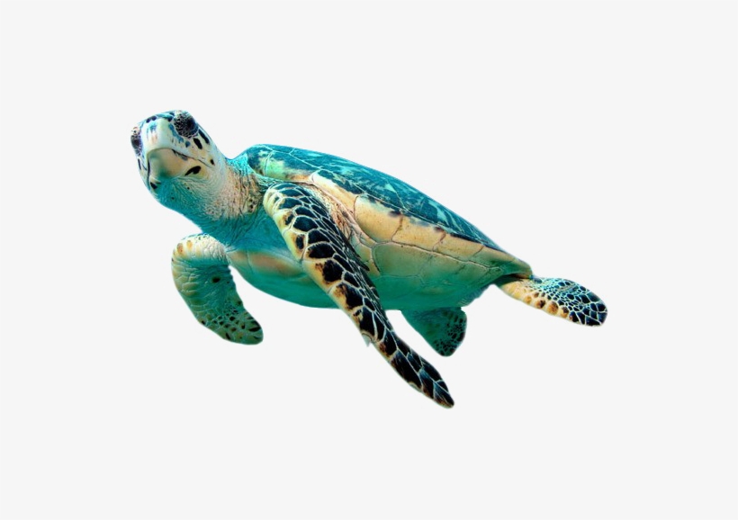 Sea Turtle Png Transparent Image - Hawksbill Sea Turtle Png, transparent png