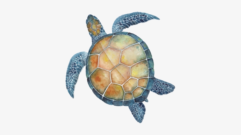 All Of Our Efforts As A Social Enterprise Are Intended - Hawksbill Sea Turtle, transparent png