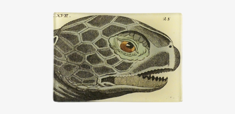 Sea Turtle 17 - Sea Turtle, transparent png