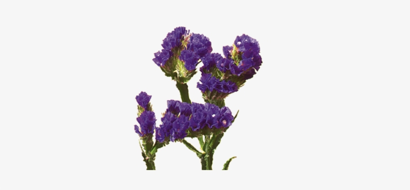 Statice - Statice Flower, transparent png