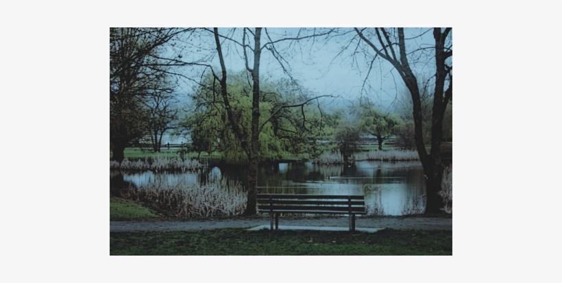 Sinon Is Sitting On A Park Bench Looking Out Over A - Willow, transparent png