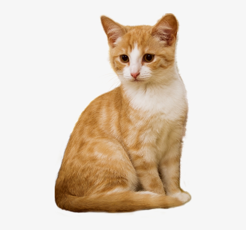 Cat, Png, Kitten, Sit, Isolated, Red, White, Attention - Louis Vuitton Cruise 2019 Cat, transparent png