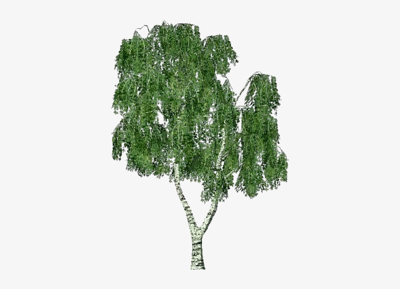 3d Trees - Birch - Arbre Bouleau Png, transparent png
