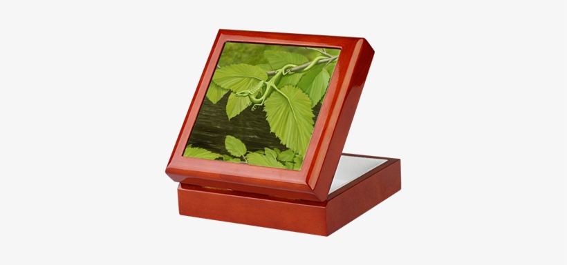 River Birch Leaf Dragon Keepsake Box - Earth Leaf Dragon Curtains, transparent png