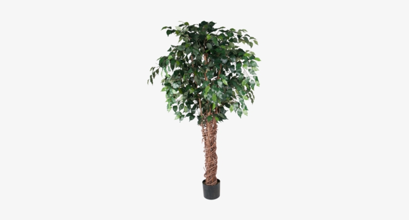 Tree, transparent png
