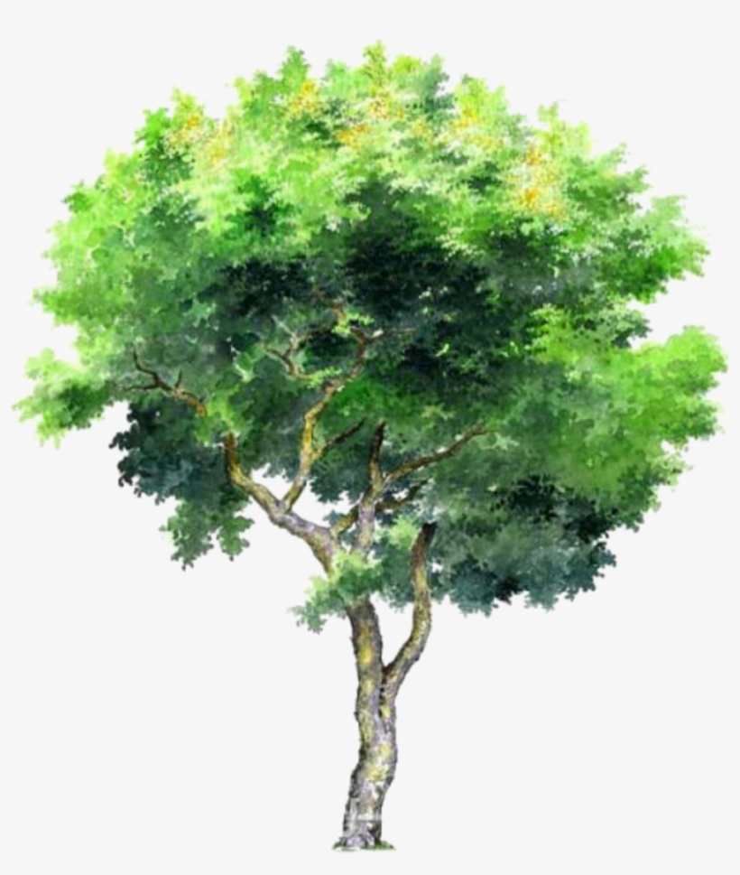 Tree Trees Leafs Greentree Green Ftestickers - Tree Png, transparent png