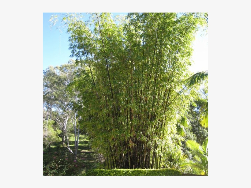 4 Acres Of Tropical Rainforest - River Birch, transparent png