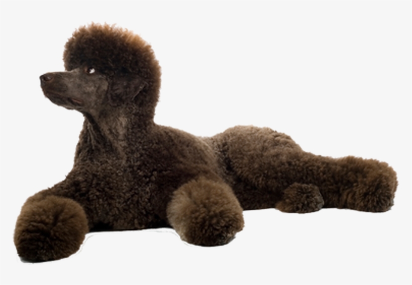 Grooming Your Standard Poodle - Standard Poodle On White Background, transparent png