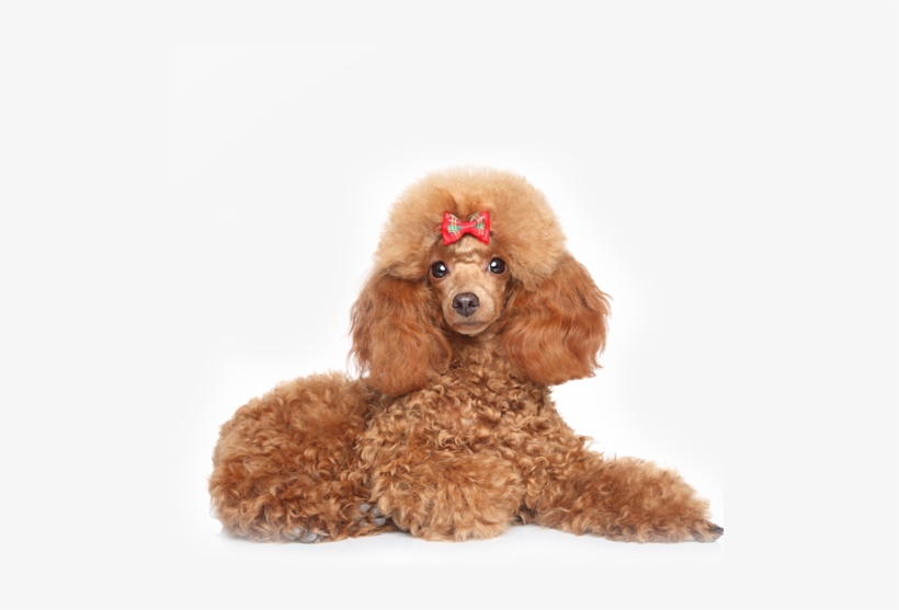 Minature-poodle - Toy Poodles. The Ultimate Toy Poodle Manual. Toy Poodles, transparent png