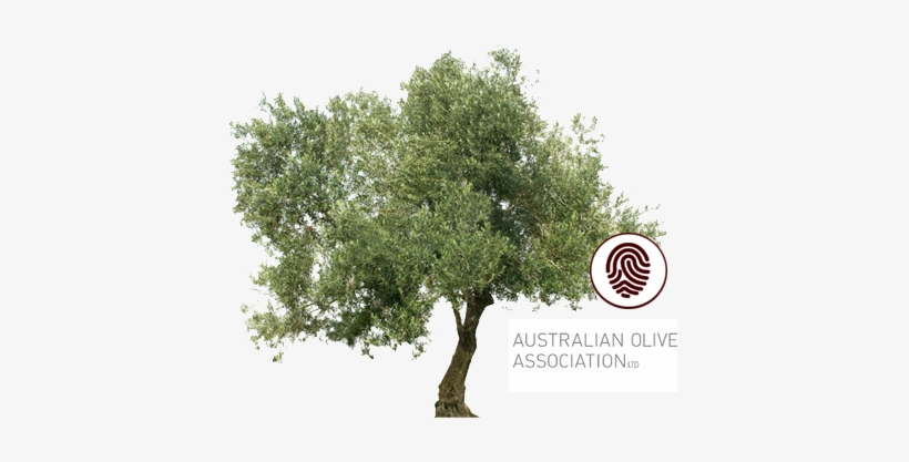 Clients Australian - Olive Oil Tree Png, transparent png