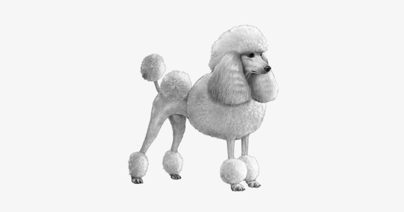 Standard Poodle - B&w - Standard Poodle, transparent png