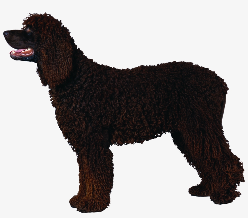 Poodle Black Curly, transparent png