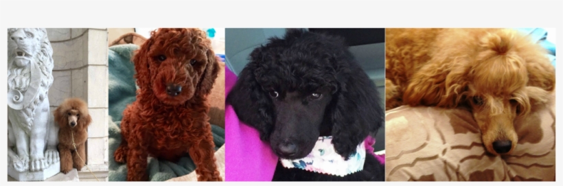 Poodle, transparent png