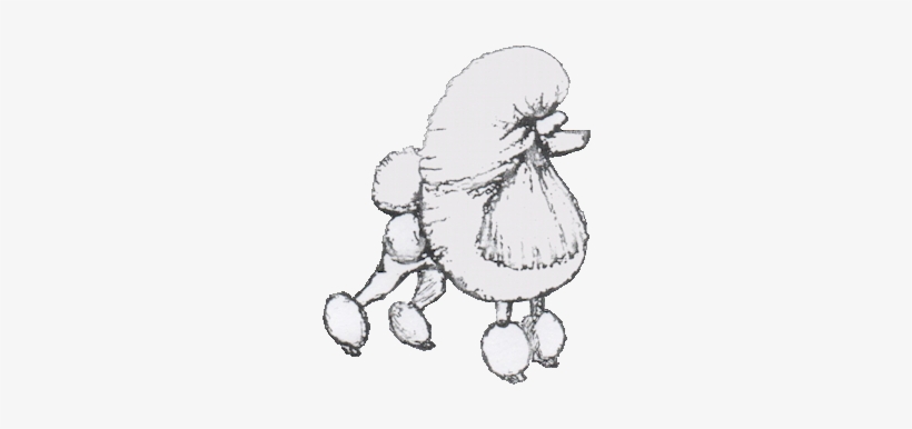 Toy Poodle, transparent png