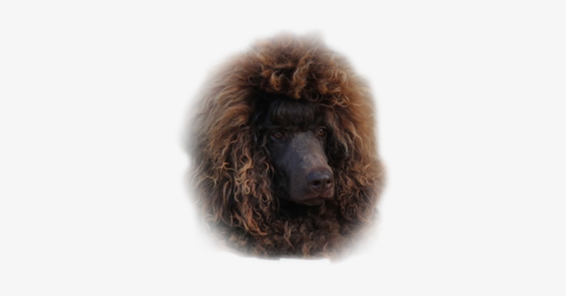 Wendy - Poodle, transparent png