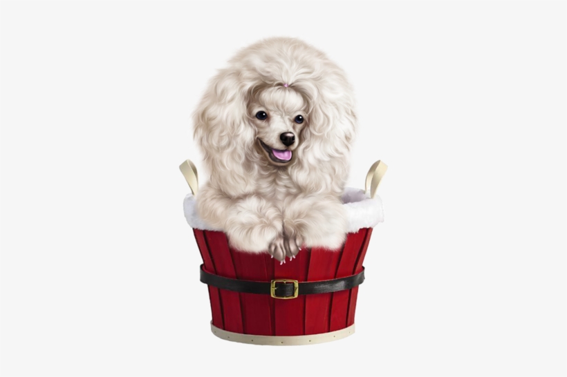 Poodle Clip Labradoodle - Dog, transparent png