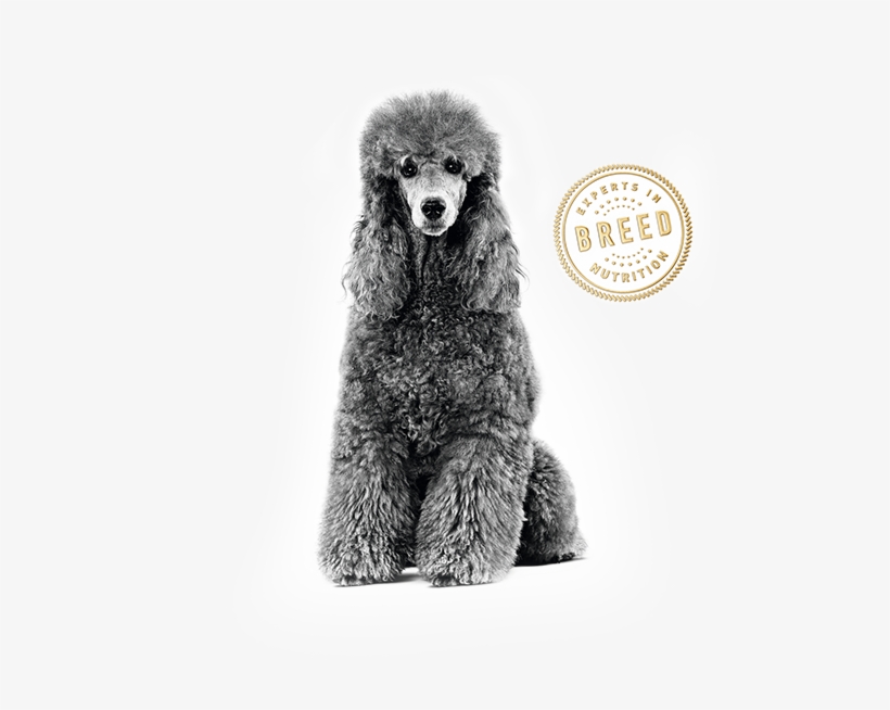 Poodle - Royal Canin Malaysia Sdn. Bhd., transparent png
