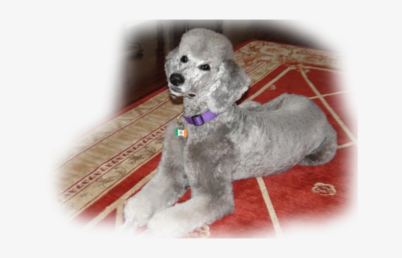 Pennsylvania Standard Poodles For Sale Standard Poodle - Poodle, transparent png