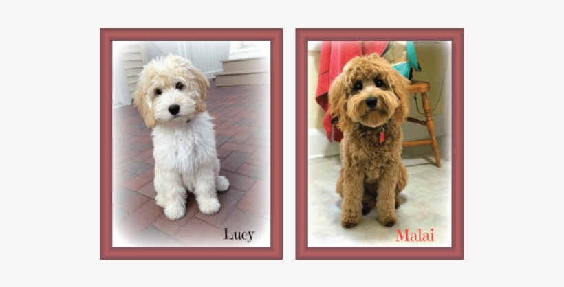 goldendoodle coat changes
