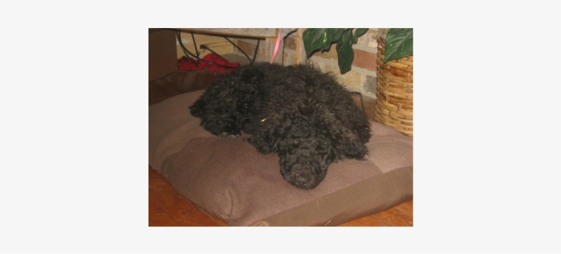 Standard Poodle - Dog, transparent png