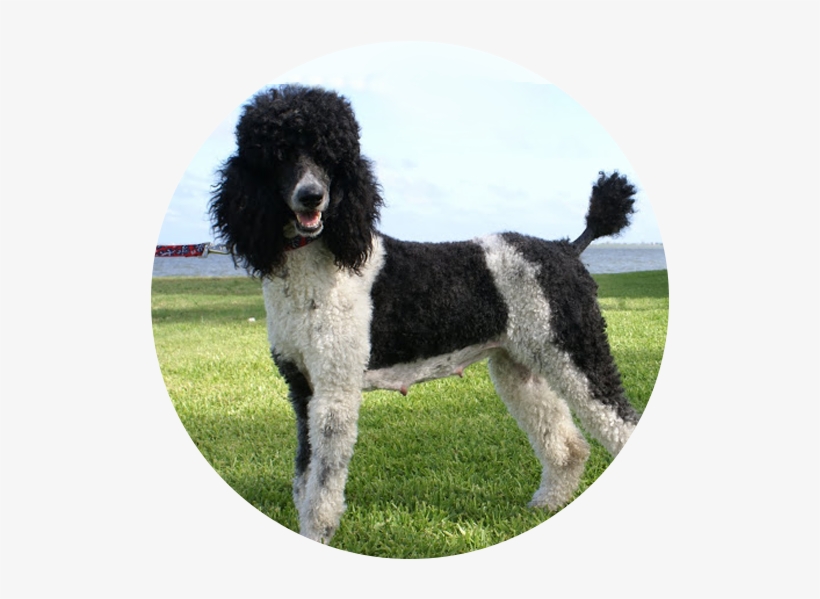 Poodle, transparent png