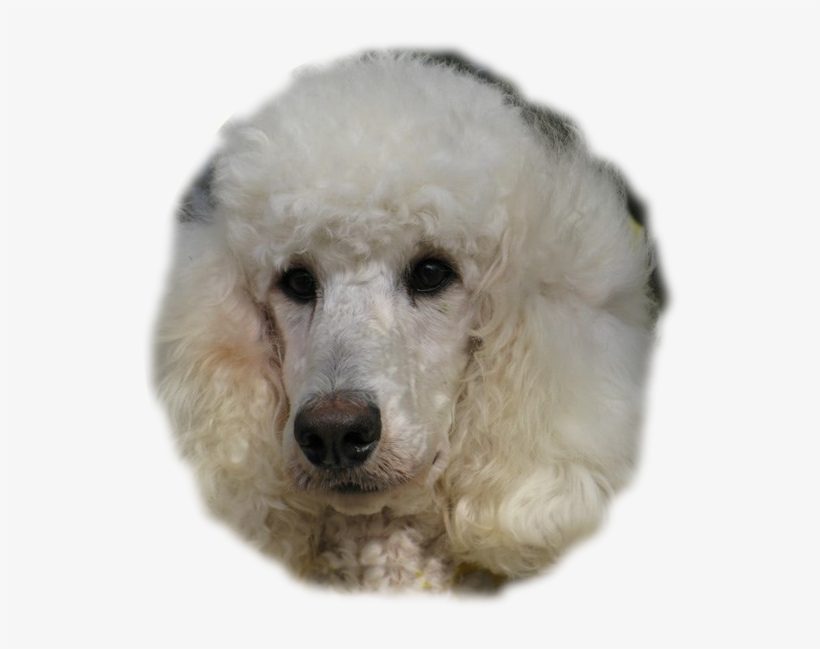 Silver Standard Poodles For Sale - Poodle, transparent png