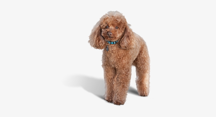 Poodle Image - Dog, transparent png