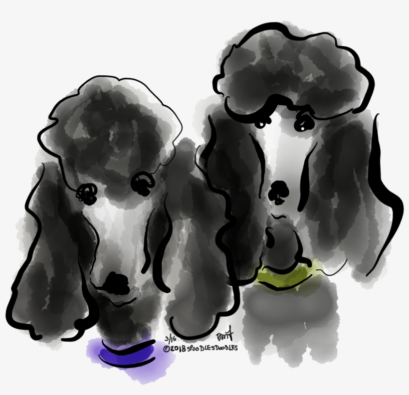 Find This Pin And More On Poodle Standard By Barbaraslaskey - Companion Dog, transparent png