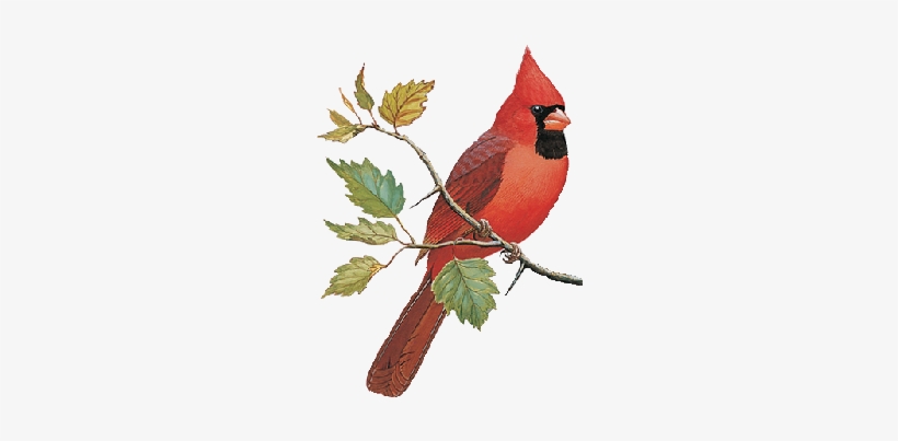 Find Immature Cardinal Bird, transparent png