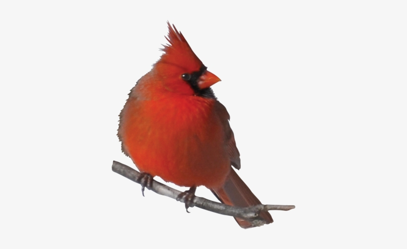 Cardinal - Red Birds Quotes, transparent png