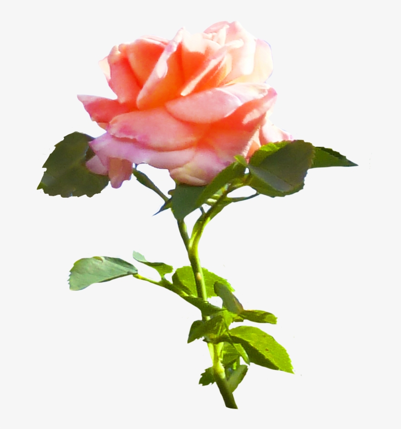 Pink Rose Png Hd Flowers Images Free Photo 100 Addpng - Roses With Leaves, transparent png