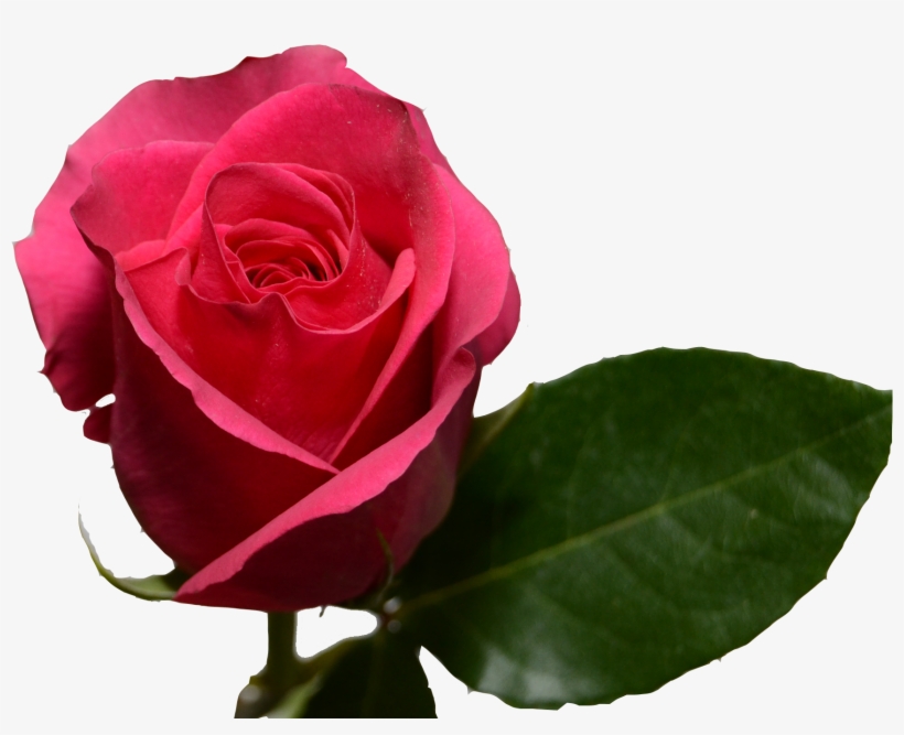 Preserved Roses, transparent png
