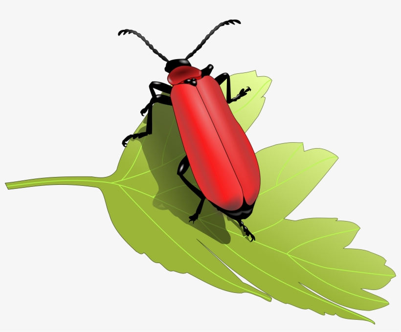 How To Set Use Cardinal Beetle Svg Vector (vector, transparent png