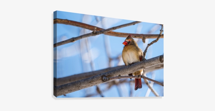 Madame Cardinal Canvas Print - Flickr, transparent png