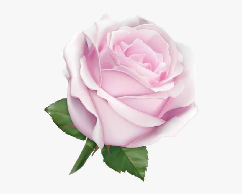 Large Soft Pink Rose Png Image Pinterest - White Rose Clipart Png, transparent png