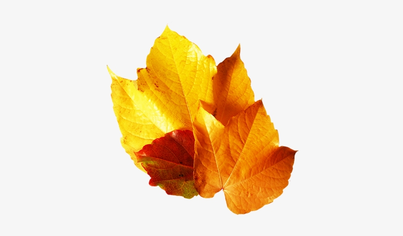 Leaf, transparent png