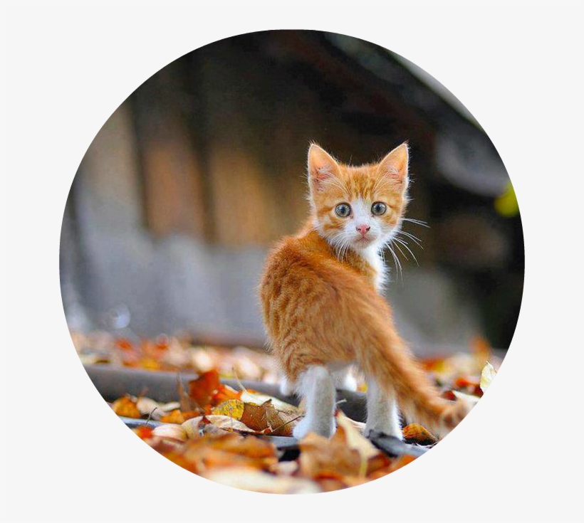 Sweet Orange Kitten Outside In Autumn Leaves - Kitten Autumn, transparent png