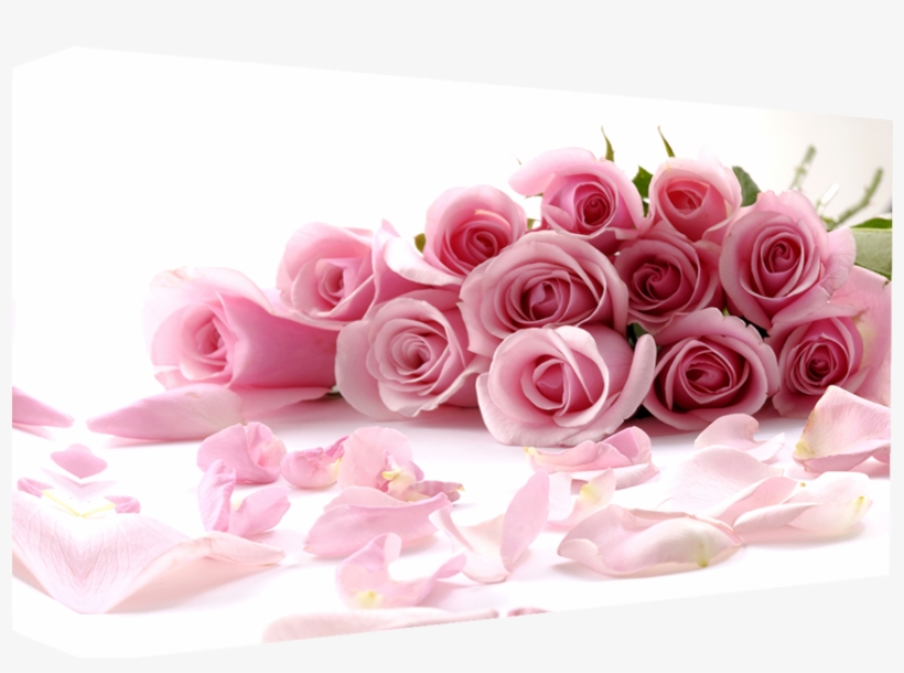 Pink Roses Superb Quality Box Canvas Wrapped Around - Rose Essential Oils Therapeutic Grade 100% Aromatherapy, transparent png