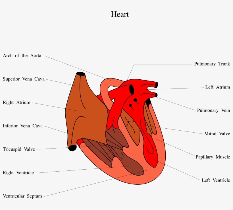 Free Stock Photos - Diagram Of A Chicken Heart, transparent png