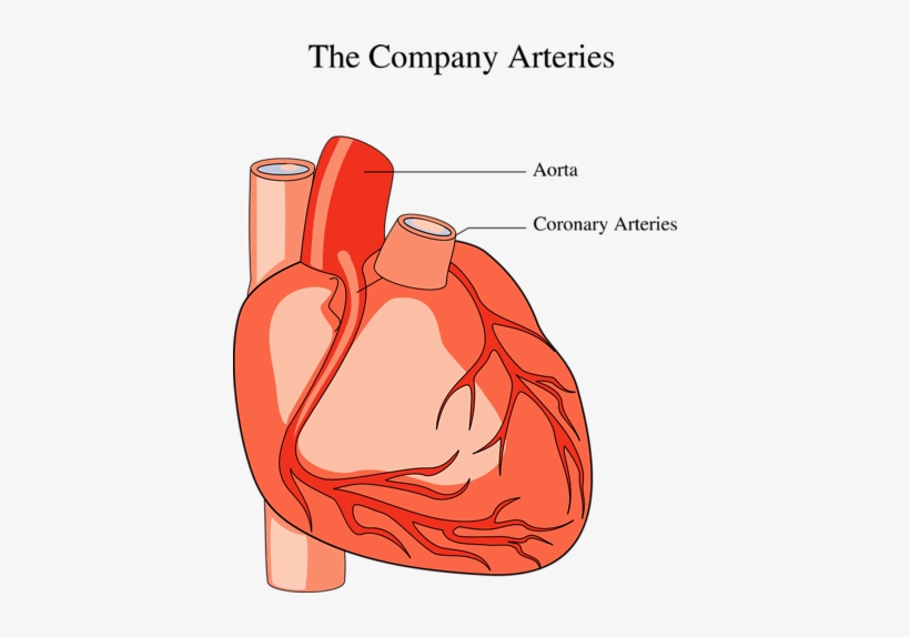 Medical Illustration Of A Human Heart - Medical Heart Clip Art, transparent png