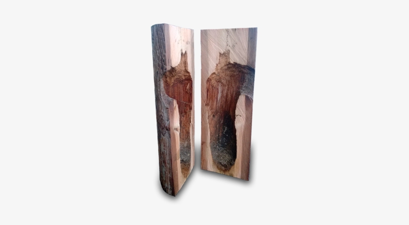 Woodpecker Damage On A Timber Utility Pole - Woodpecker On Power Line Pole, transparent png