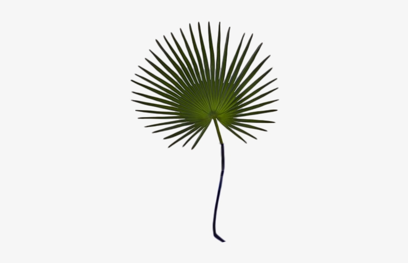 Leaf Palm Faux, transparent png