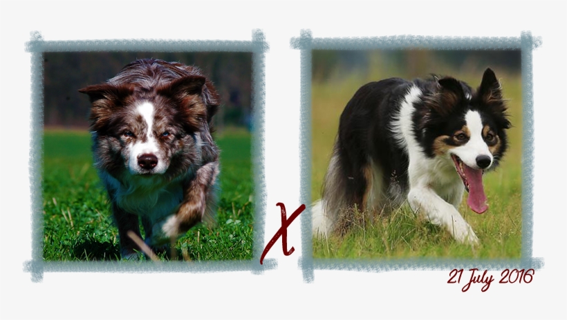 Contact - Border Collie, transparent png