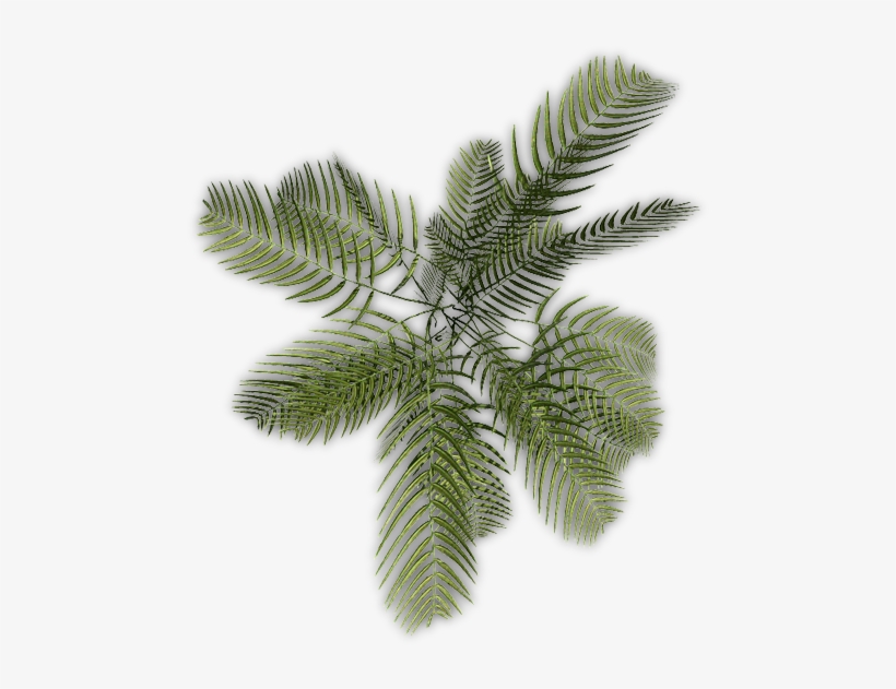 24 Mar 2009 - Roystonea, transparent png