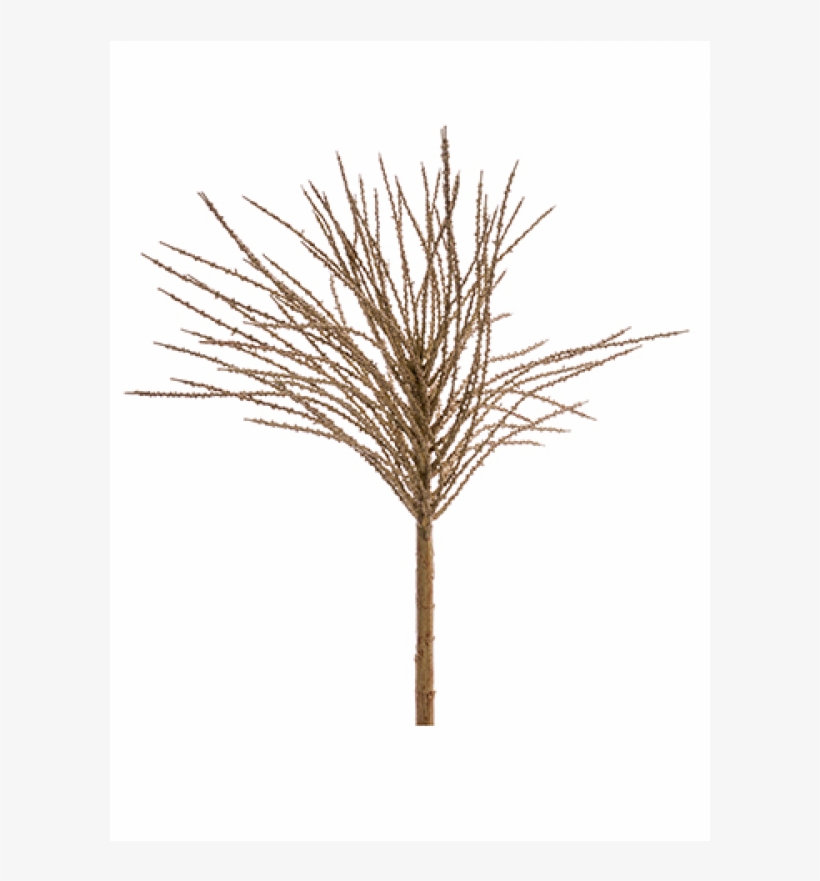 5" Dried Look Palm Seed Spray Tan - Sunless Tanning, transparent png