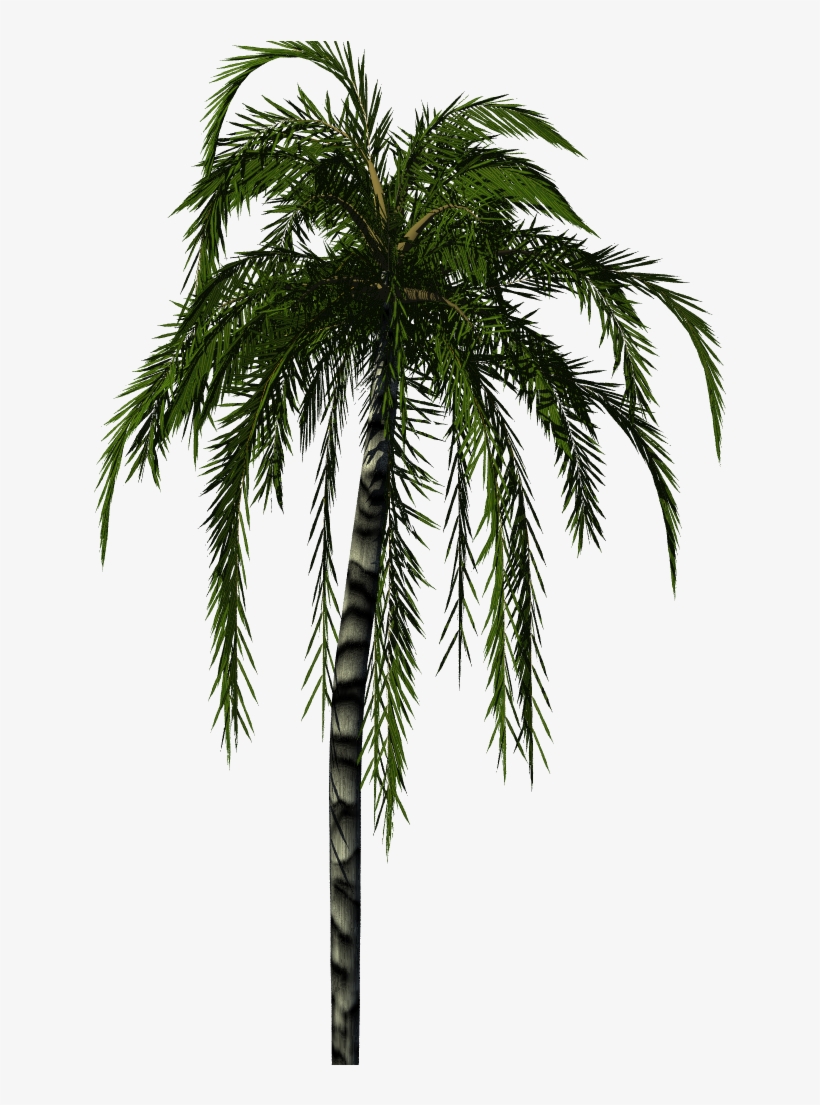 Jubaea Palm - Palm Tree Render, transparent png