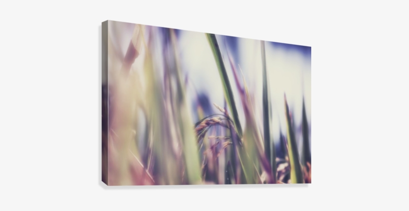 Time To Harvest Canvas Print - Close-up, transparent png