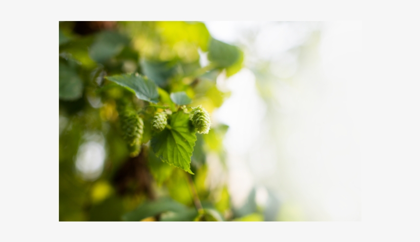 Palm Hop Select Hopfeest Slide - Sunlight, transparent png